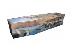 Cardboard coffin - Galapagos Island - 3996