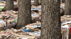 Trees and Cardboard