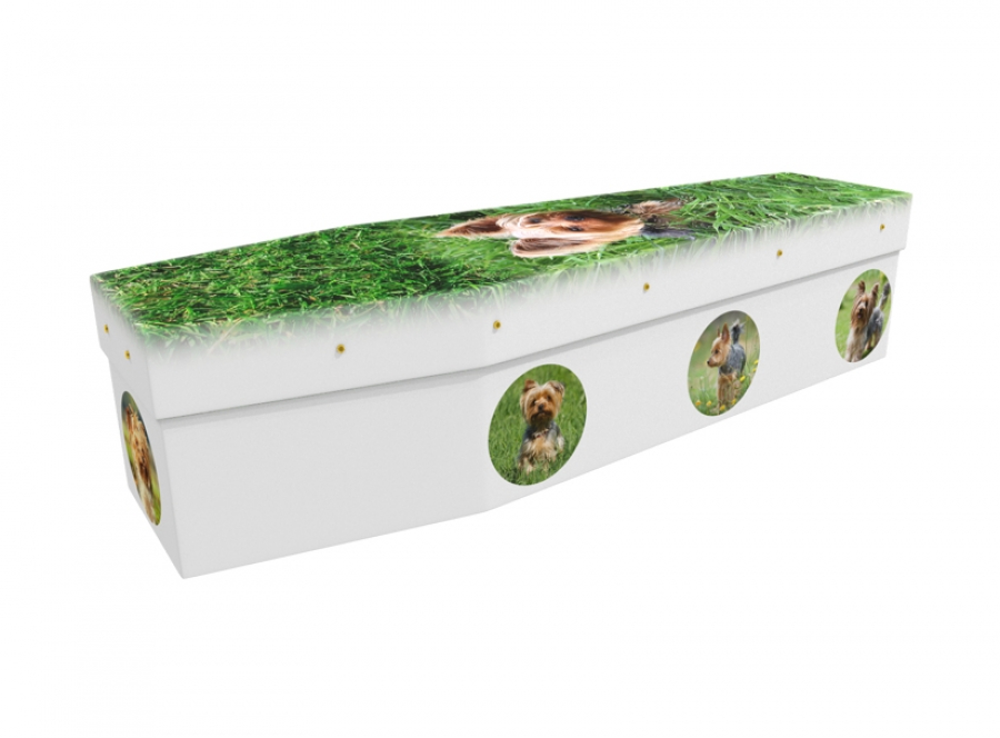 Cardboard coffin - Yorkshire Terrier - 3564